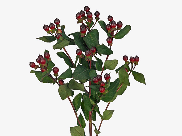 Hypericum androsaemum Rocky Romance