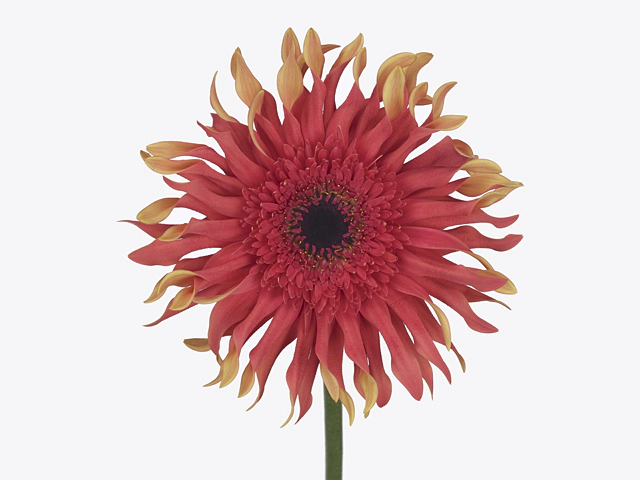 Gerbera large flowered curl-shaped Big Gerpasta Foxy