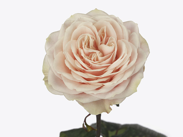 Роза крупноцветковая "Love Fountain"
