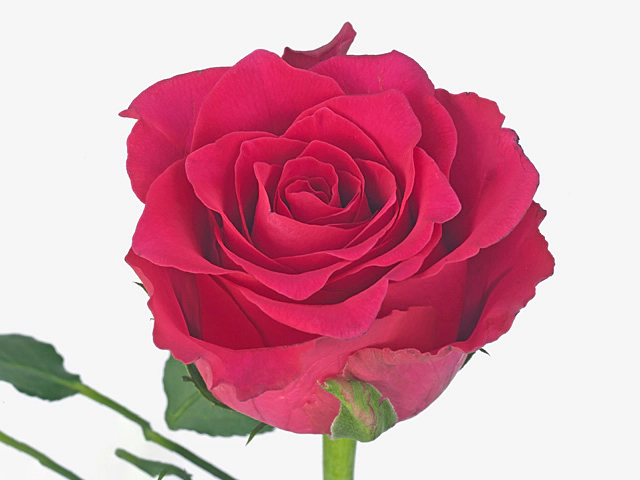Роза крупноцветковая "Pink Rhodos"
