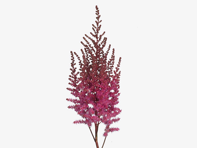 Astilbe Mighty Red Quin
