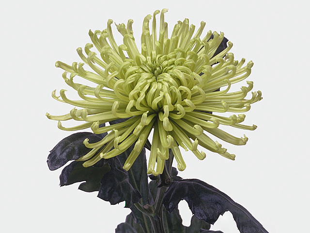 Chrysanthemum (Indicum Grp) disbudded 'Anastasia Green'
