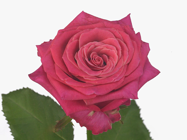 Роза крупноцветковая "Milagro@"