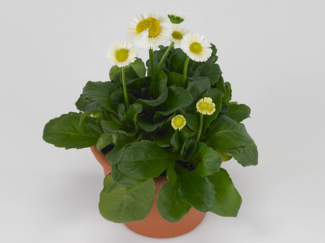 Bellis perennis 'Rusher White'