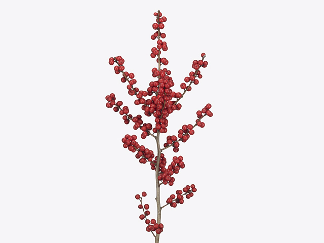 Ilex (berry) verticillata Magical Winter Jewel
