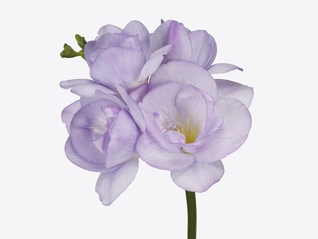 Freesia double flowered Romantic Lavender