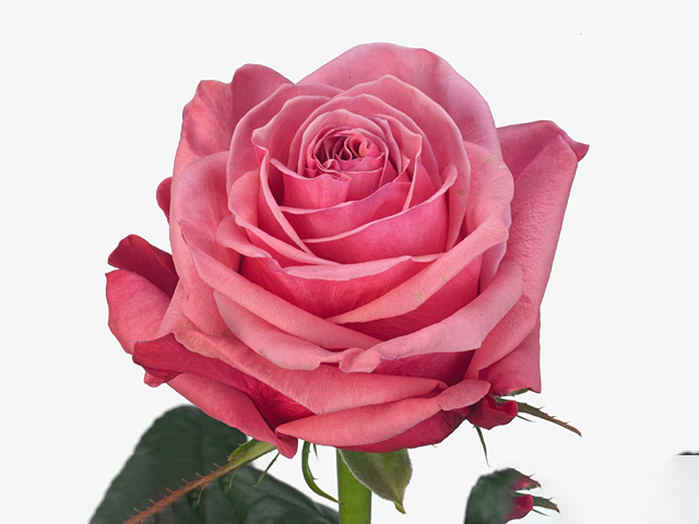 Роза крупноцветковая "Bubblegum!"