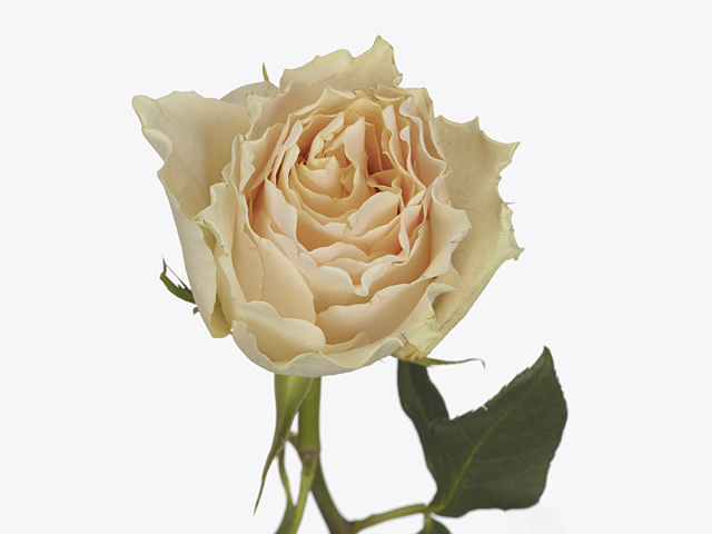 Роза крупноцветковая "Cream Carpe Diem+"