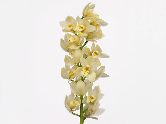 Cymbidium mini Earlysue 'Paddy'