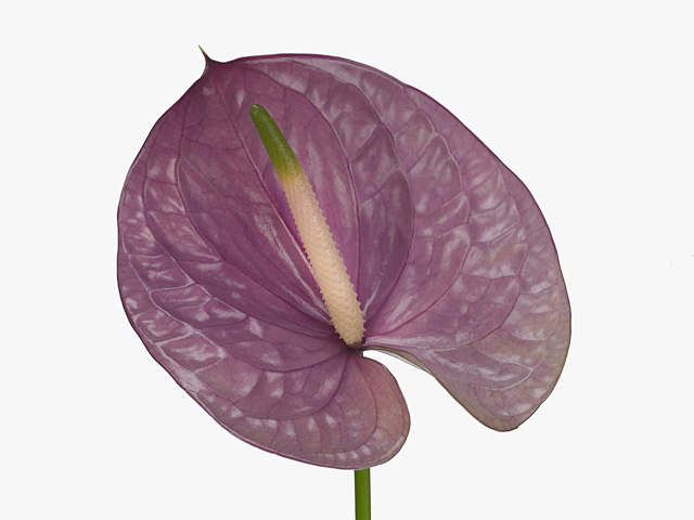 Anthurium (Andreanum Grp) Kaleo