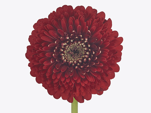 Gerbera mini globose Pomponi Floyd