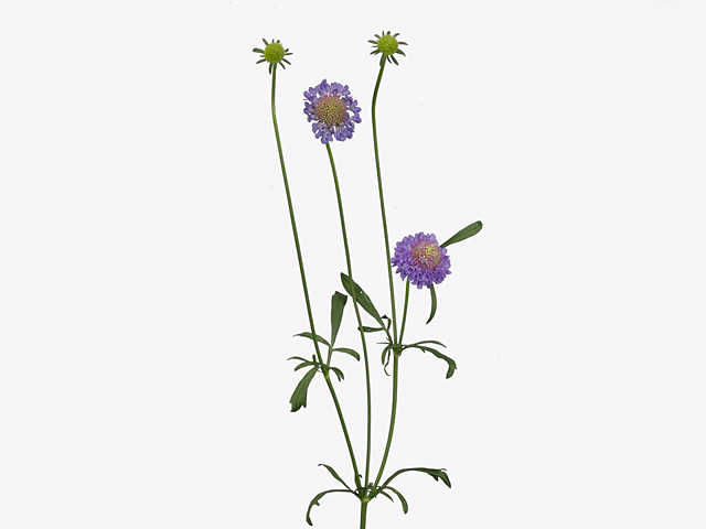 Scabiosa atropurpurea Gauguin