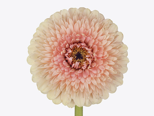 Gerbera mini globose Bolero JayJay