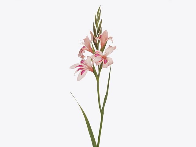 Gladiolus nanus 'Impressive'