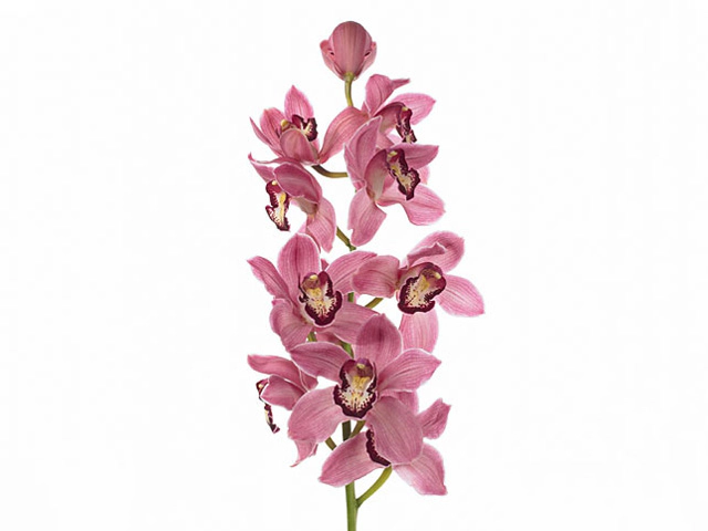 Cymbidium large flowered 'Power'