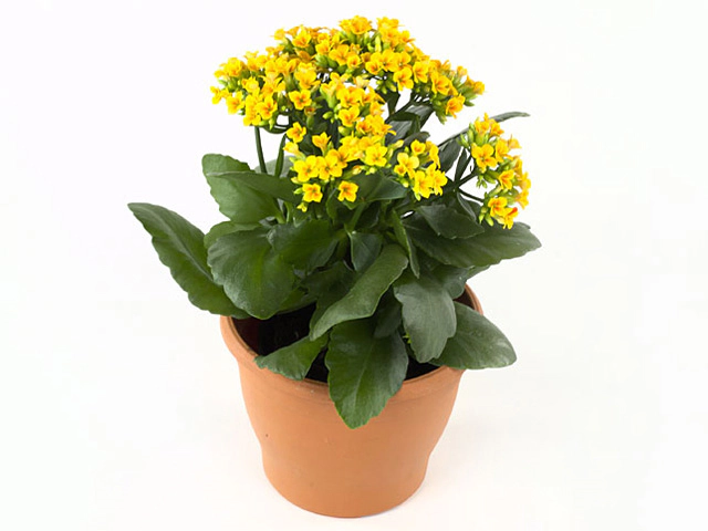 Kalanchoe blossfeldiana single Milos Yellow