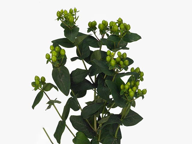 Hypericum x inodorum Green Tea