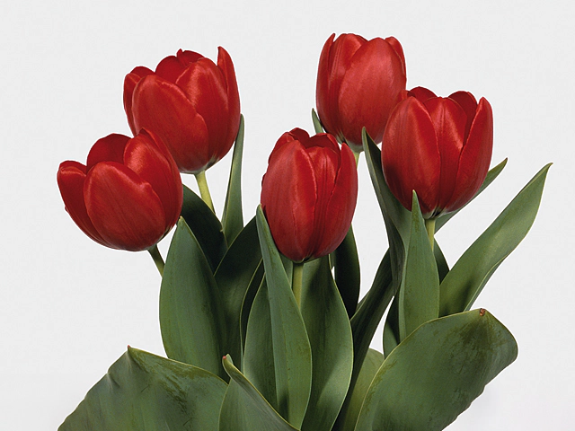 Тюльпан Триумф "Prominence"