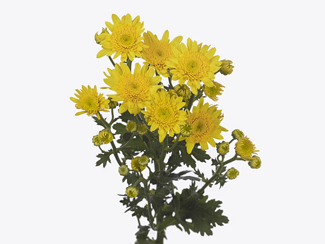 Chrysanthemum (Indicum Grp) spray Empatia Babalu