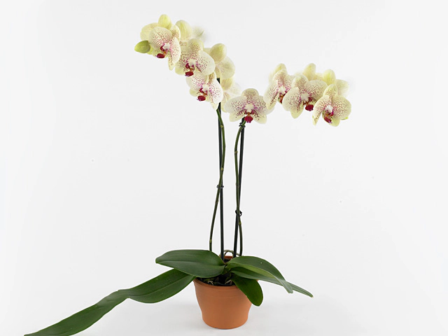 Фаленопсис "Floriclone Pebble Beach"