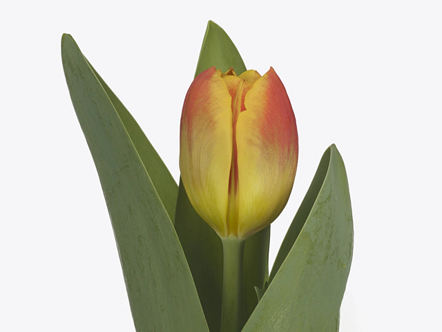 Tulipa (Triumph Grp) 'A Hertsenberg'