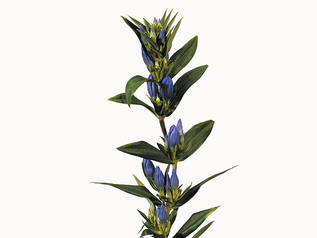 Gentiana other
