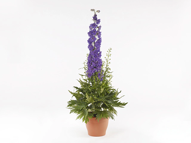 Delphinium (Elatum Grp) Delgenius Breezin