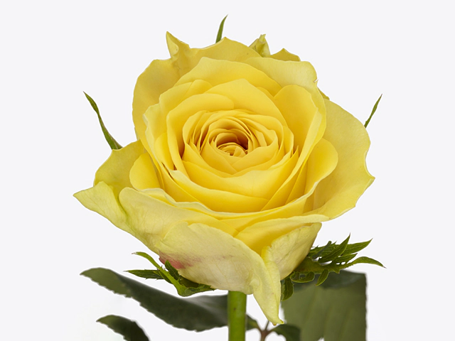 Роза крупноцветковая "Golden Tower"