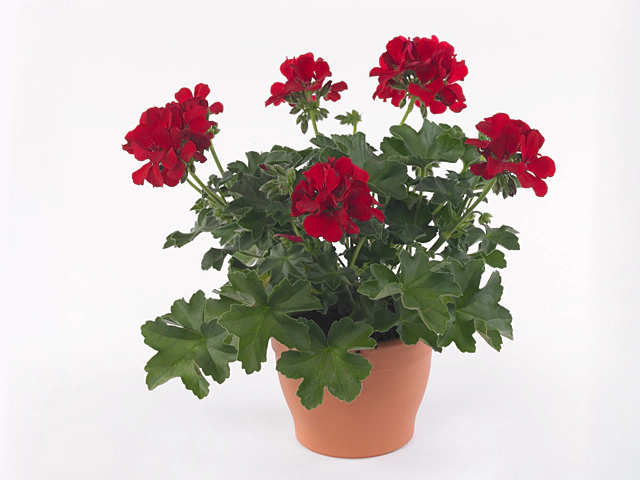 Pelargonium (Pelt. X Zon. Grp) Marcada Dark Red