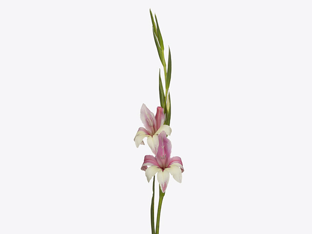 Gladiolus colvillii 'Galaxian'
