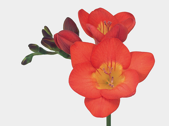 Freesia single flowered 'Red River'