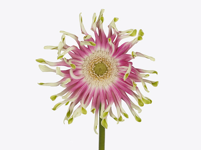 Gerbera large flowered curl-shaped Gerpasta Femke