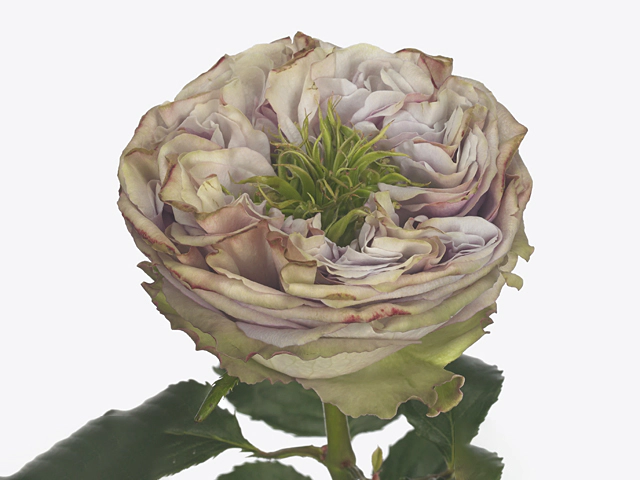 Роза крупноцветковая "Mata Raja!"