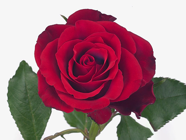 Роза крупноцветковая "Merlot!"