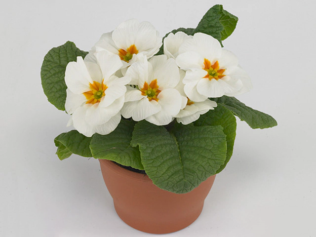 Primula (Acaulis Grp) Clou White