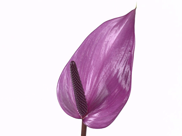 Anthurium (Andreanum Grp) Previa