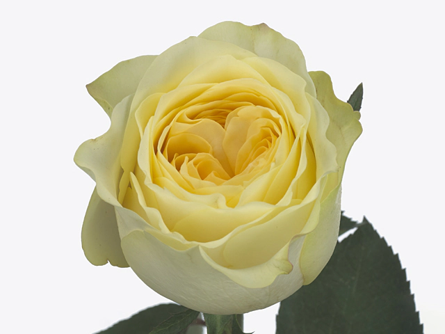 Роза крупноцветковая "Buttercup"