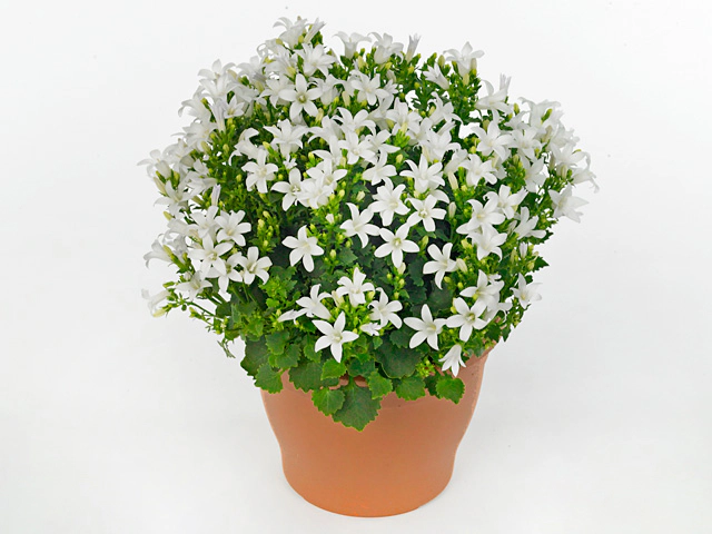 Campanula portenschlagiana 'Ambella White'