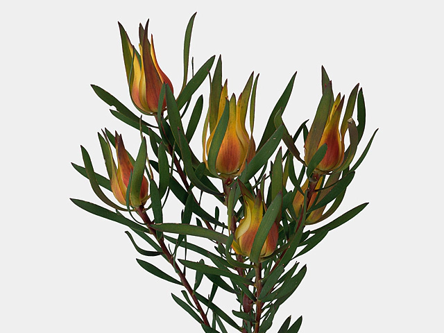 Leucadendron salignum 'Yaeli'