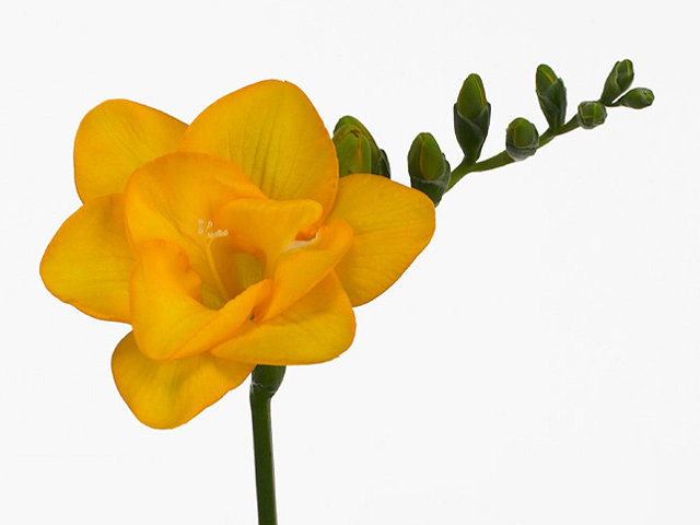 Freesia double flowered 'Vancouver'