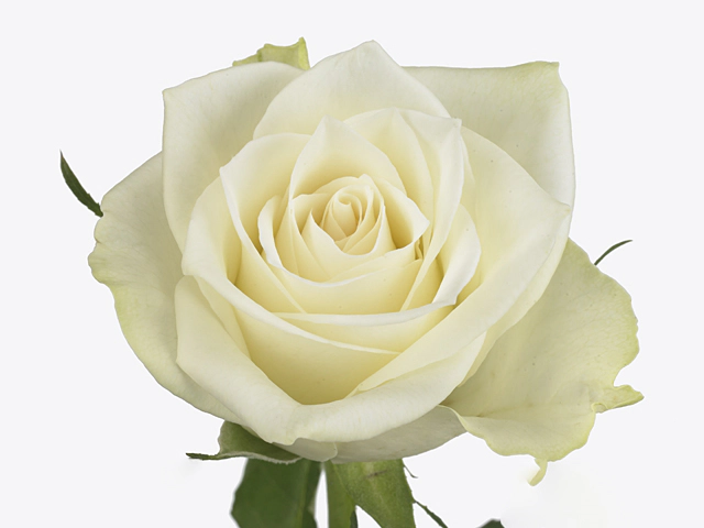 Роза крупноцветковая "Pallas"