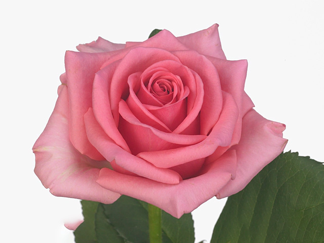 Rosa large flowered Libelle@