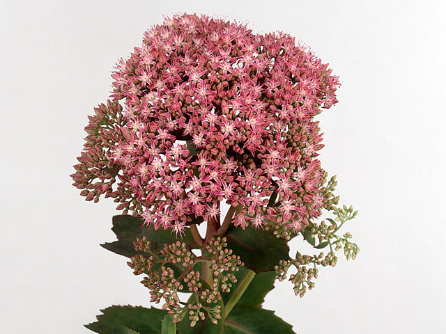 Sedum spectabile 'Carl'