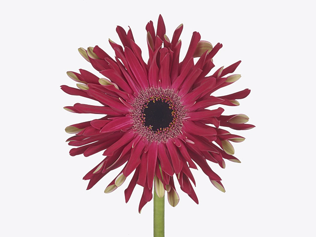 Gerbera large flowered curl-shaped Gerpasta Funky