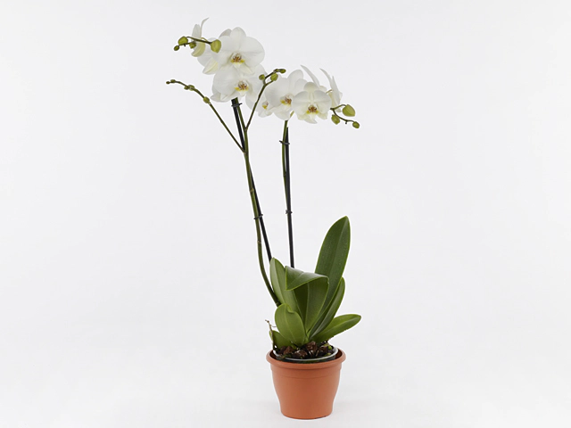 Phalaenopsis Vivion
