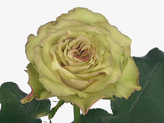Роза крупноцветковая "Hypnose@"
