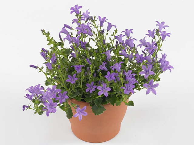 Campanula portenschlagiana 'Catharina'