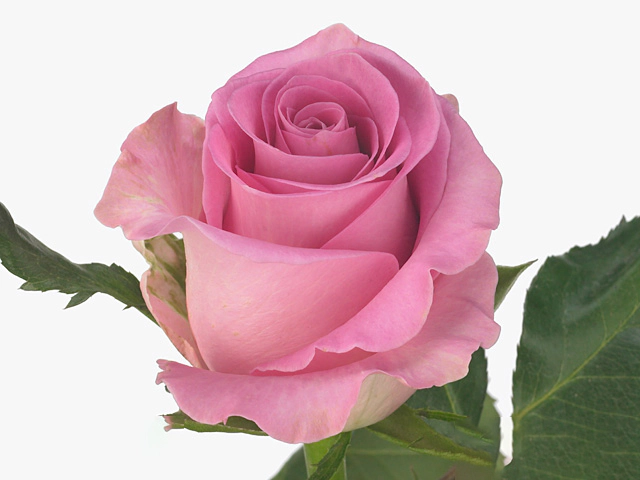 Роза крупноцветковая "Famous"