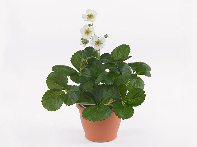 Fragaria x ananassa 'Montana'