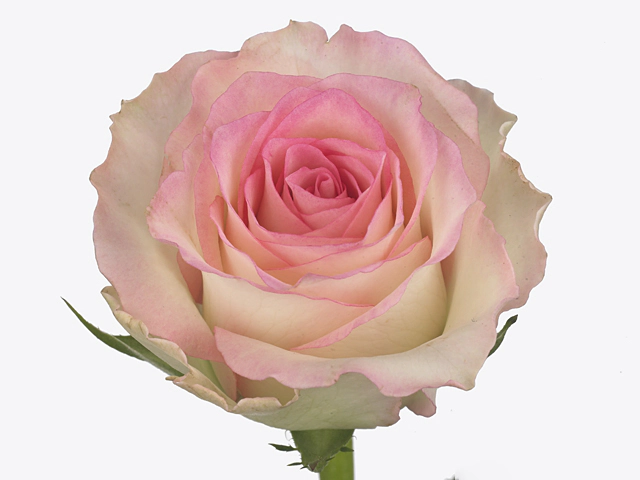 Роза крупноцветковая "Pink Ice"